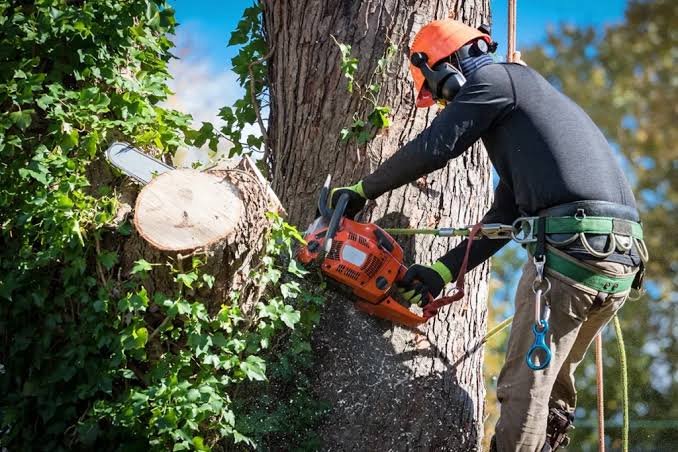 Professional tree service