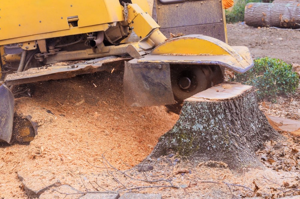 Outdoor area prepared for stump grinding